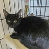 adoptable Cat in candler, NC named Tucker