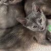 adoptable Cat in Candler, NC named Delissa