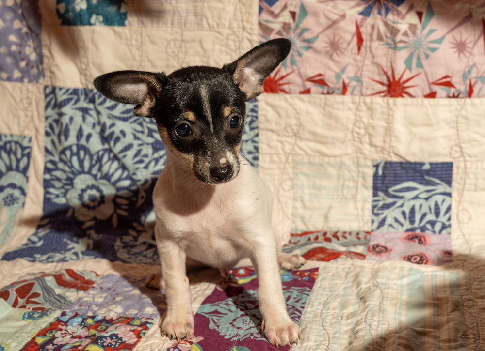 adoptable Dog in Candler, NC named Sprout