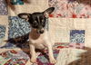 adoptable Dog in  named Sprout