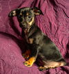 adoptable Dog in  named Basil