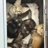 adoptable Cat in candler, NC named Walkman
