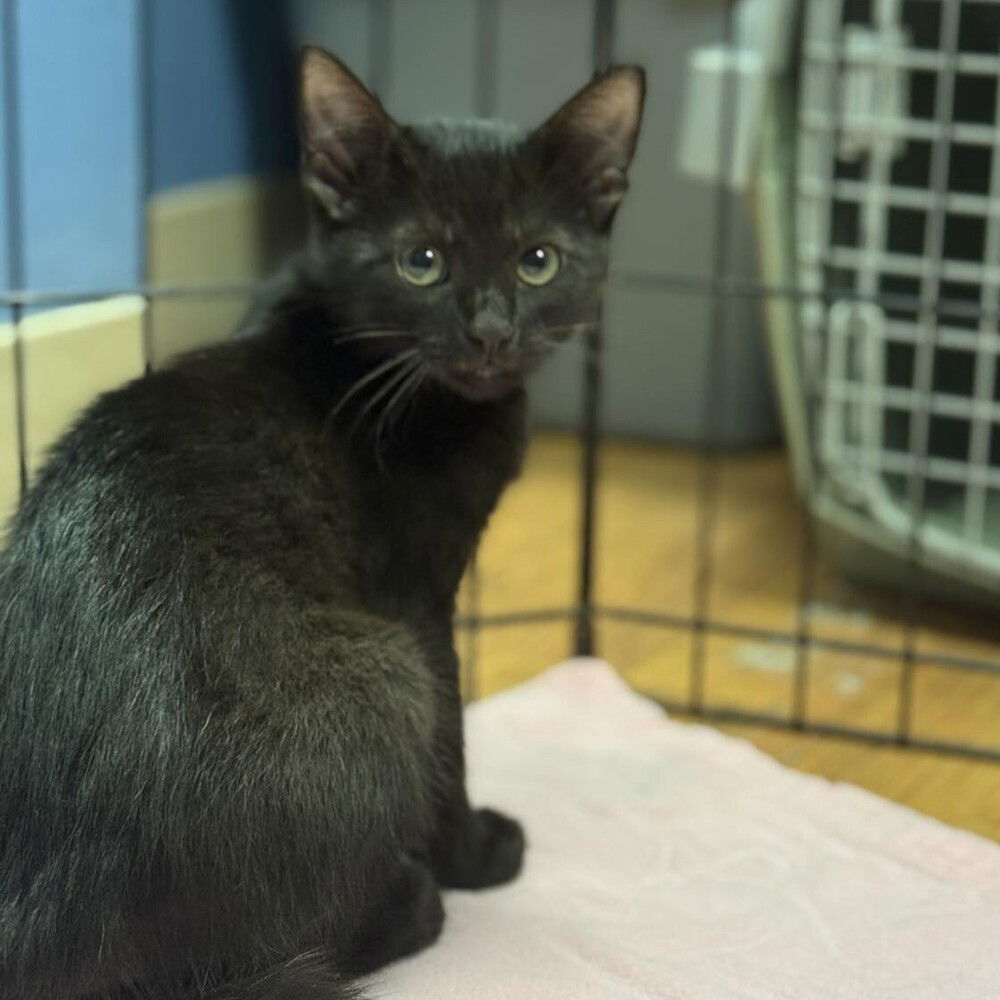 adoptable Cat in Candler, NC named Walkman