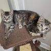 adoptable Cat in candler, NC named Honeycomb