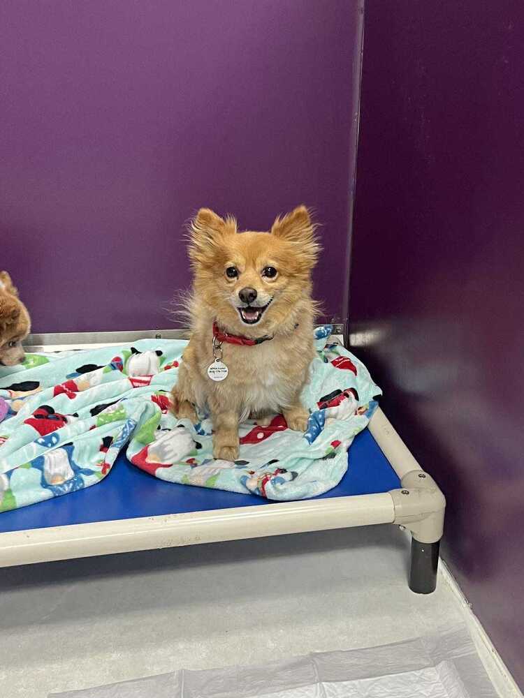 adoptable Dog in Candler, NC named Bear Bear