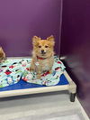 adoptable Dog in  named Bear Bear