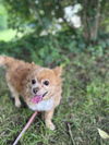 adoptable Dog in  named Squirt