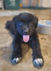 adoptable Dog in  named Portofino