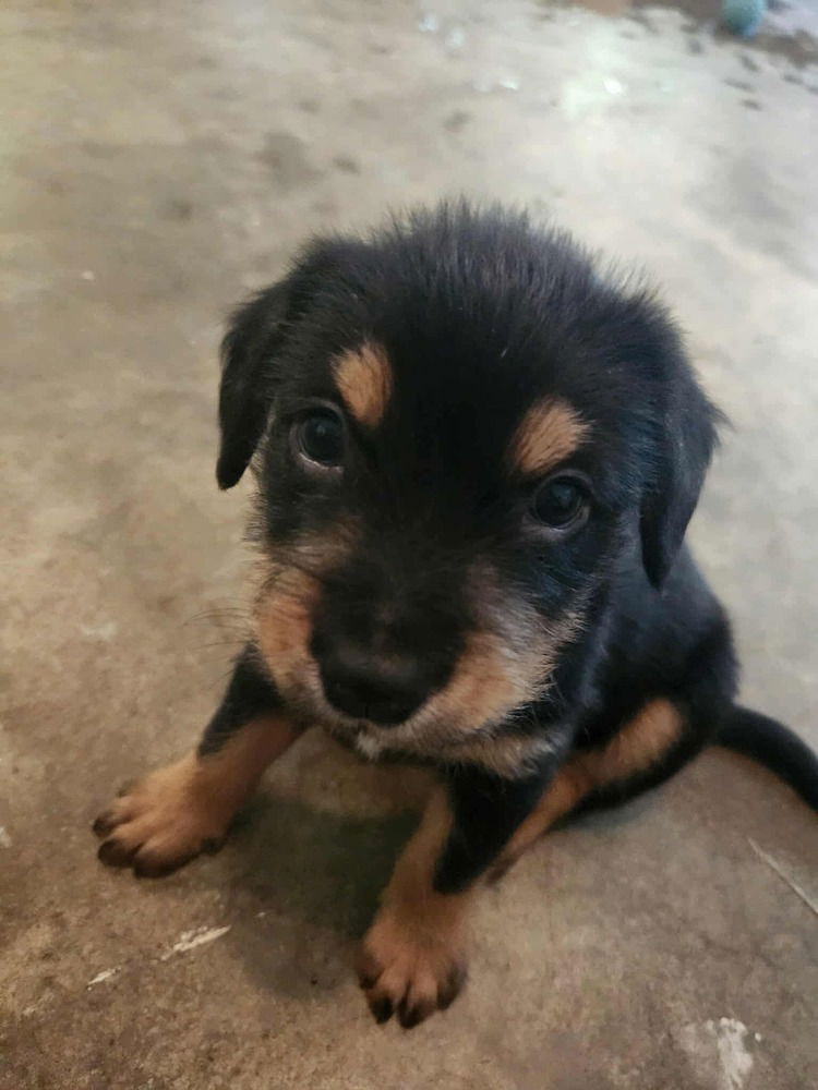 adoptable Dog in Candler, NC named Tuscany