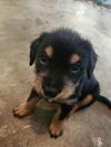 adoptable Dog in  named Tuscany
