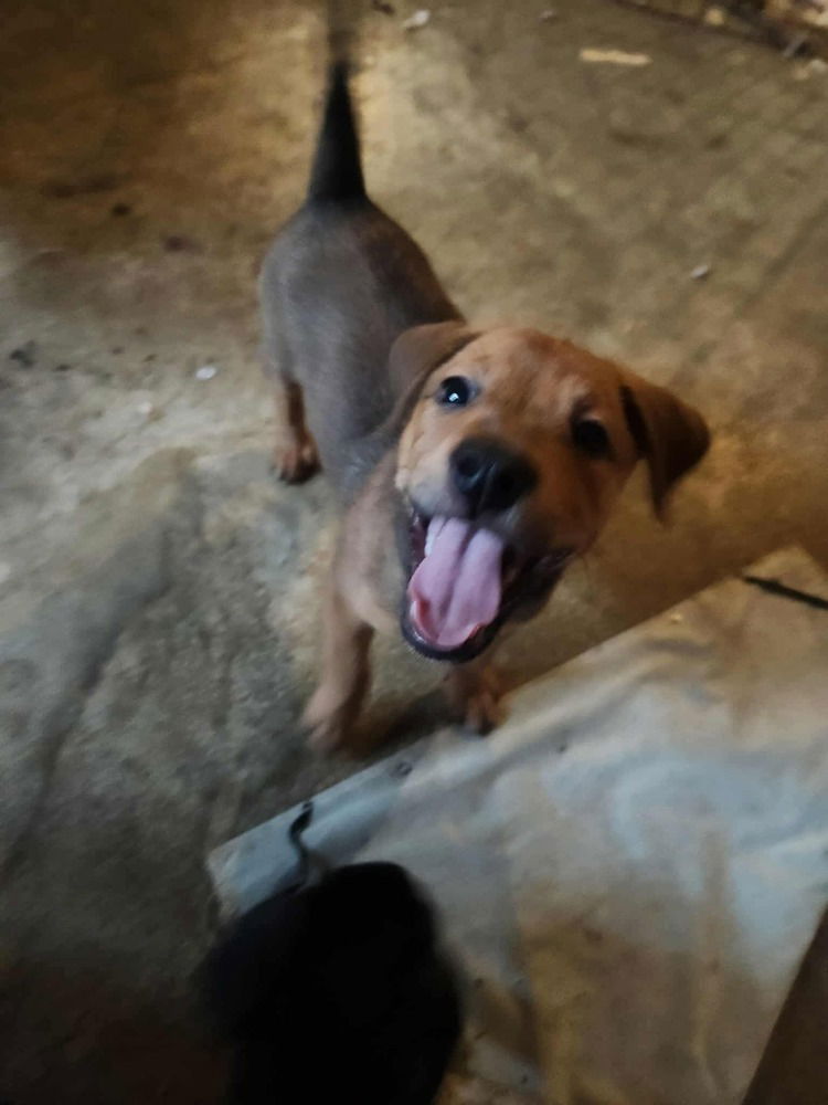 adoptable Dog in Candler, NC named Venice