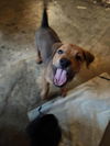 adoptable Dog in  named Venice