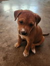 adoptable Dog in  named Florence