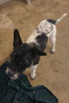 adoptable Dog in  named Italiana