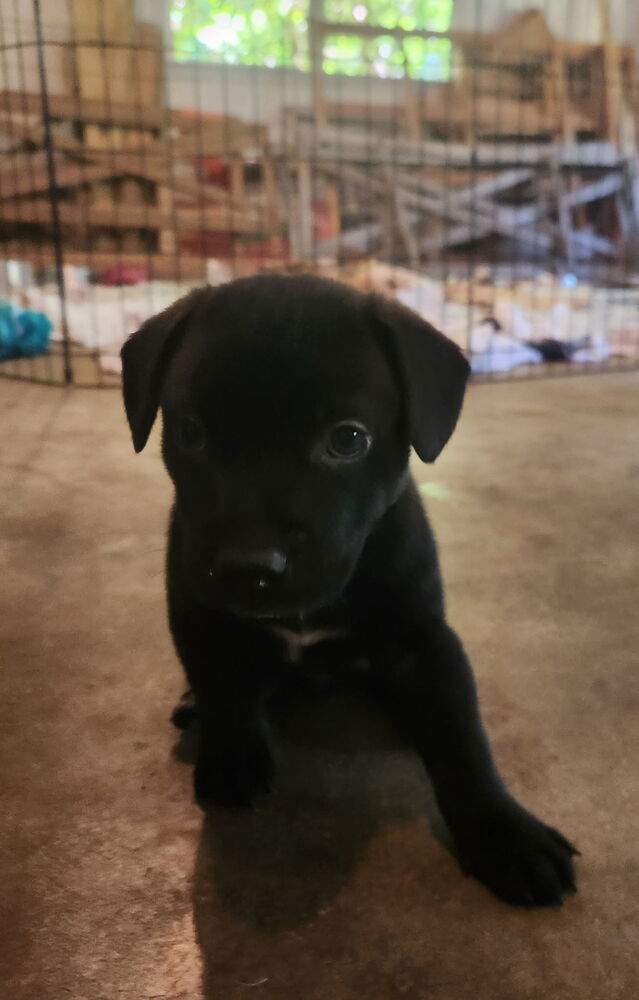 adoptable Dog in Candler, NC named Rome