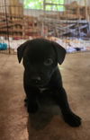 adoptable Dog in  named Rome