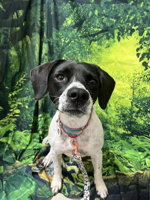 picture of the dog needing adoption