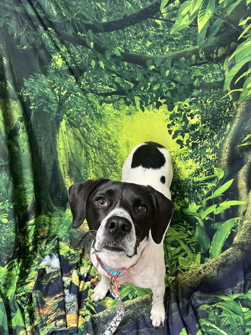 ADDIE - English Pointer available for adoption