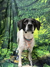 Addie - Photo 3