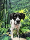 Addie - Photo 4