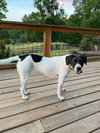 Addie - Photo 2