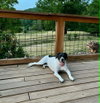 Addie - Photo 3