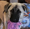 Kylo - Photo 1