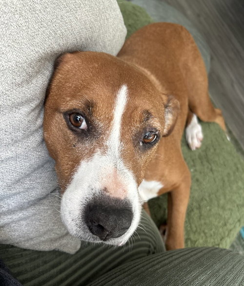 LUCKY - Boxer available for adoption