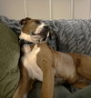 Lucky - Photo 3