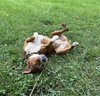 Lucky - Photo 4