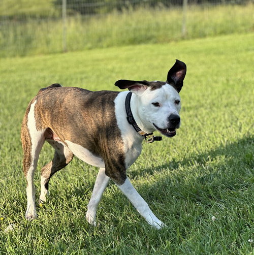 ROMAN - Unknown available for adoption