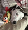 Roman - Photo 4