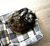 ZZ-Aster - Photo 1