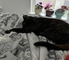 ZZ-Aster - Photo 2
