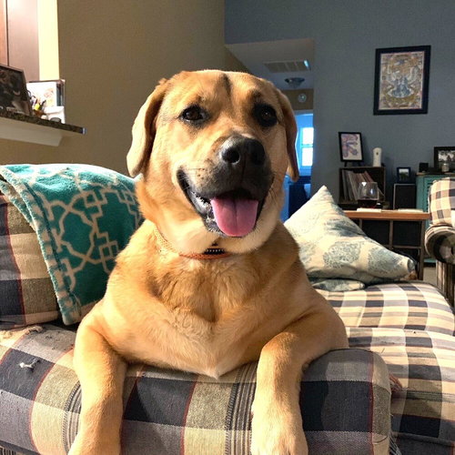PIPER - Labrador Retriever available for adoption