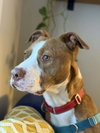 Ace - Photo 1