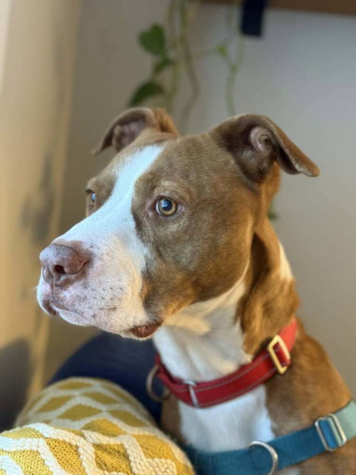 picture of the dog needing adoption