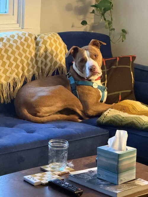 ACE - Terrier available for adoption