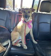Daisy - Photo 1