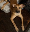Daisy - Photo 2