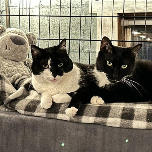 picture of the cat needing adoption