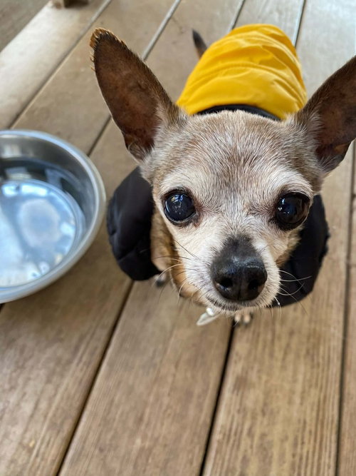 picture of the dog needing adoption