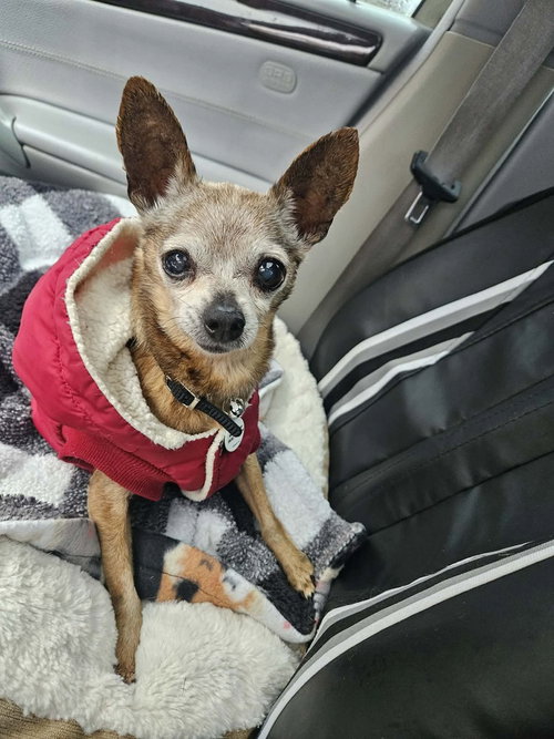 picture of the dog needing adoption