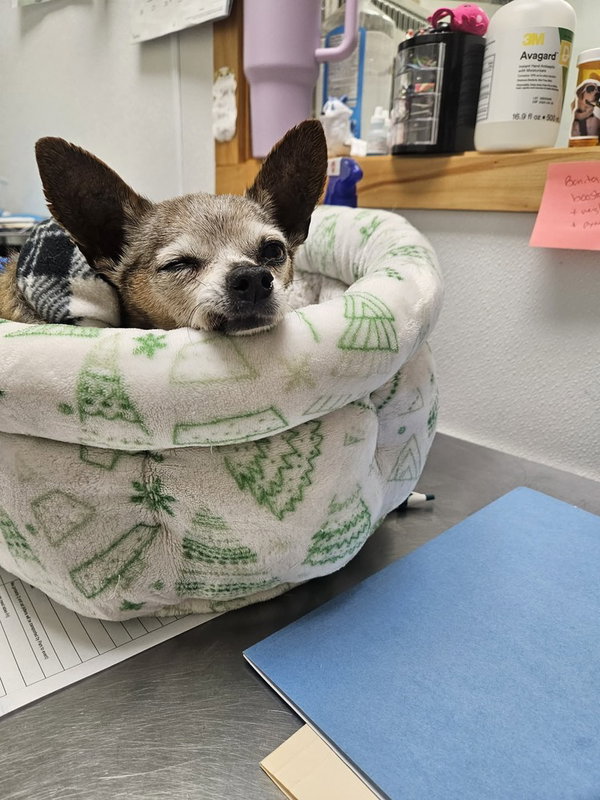 Taco