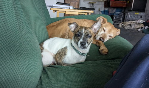 picture of the dog needing adoption