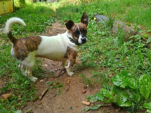 Candy, an adoptable Dachshund in Candler, NC