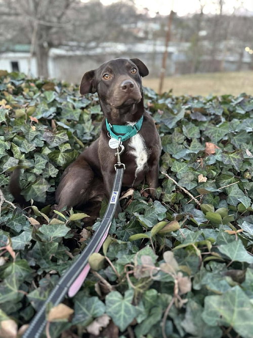 picture of the dog needing adoption