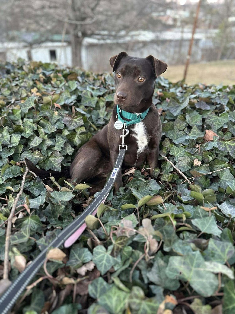 Darla Image