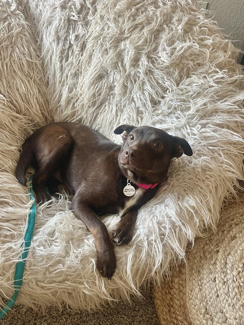 picture of the dog needing adoption