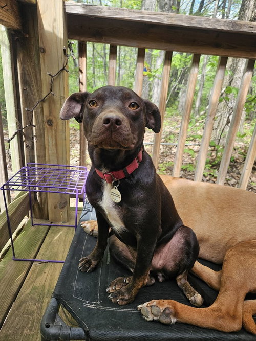 Darla, an adoptable Terrier in Candler, NC
